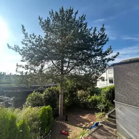 Bild von SW TREES