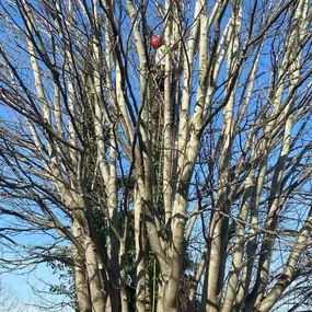 Bild von SW TREES