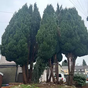 Bild von SW TREES