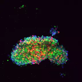 Stem cell-derived pancreatic islet clusters