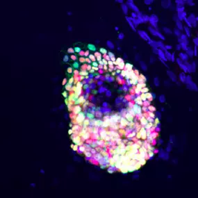 Imaging of islet-like cluster cells