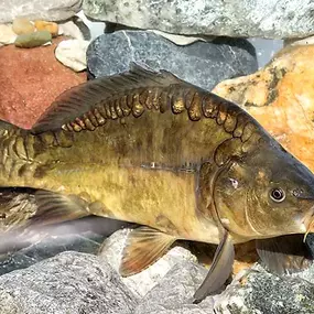 Kärnten Fisch - Fischzucht Feld am See GmbH