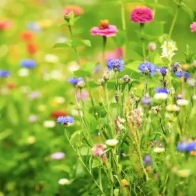 Flowers Columbia Cremation Care Center
4101 S Providence Rd, Columbia, MO 65203