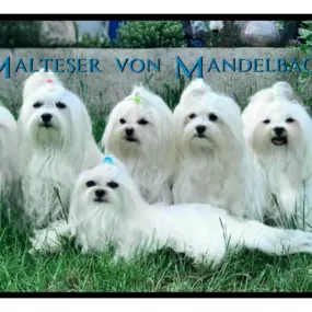 Bild von Malteser von Mandelbach