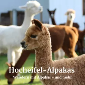 Bild von Hocheifel Alpakas