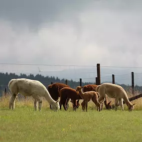 Bild von Hocheifel Alpakas