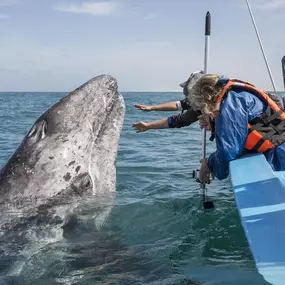 Bild von San Diego Baja Tours