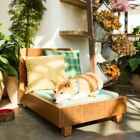 Dog Friendly Hotel