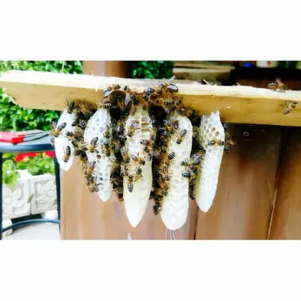 Logótipo de Los Rescatadores De Abejas