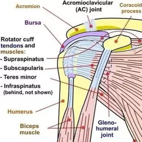 Bild von Flexion