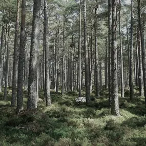 Bild von Fachberatung für die Holzindustrie – DI Markus Rettenbacher