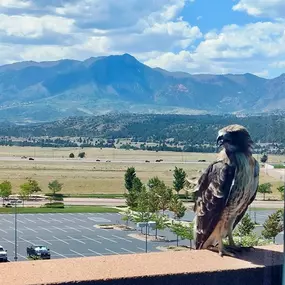 We had a little visitor outside our window today! ???? Living in Colorado, surrounded by the enormous mountains, is a constant reminder of how vast and beautiful our world is. It’s humbling to look out and realize that our problems are small in comparison to the bigger picture at work. Feeling grateful for these moments of perspective. ???? 
If you haven't been by our office yet, please come on over!  We have coffee, water & hot tea waiting for you. 
#ColoradoLiving #NatureReminders #Gratitude