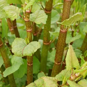 Bild von Pest & Knotweed Solutions Ltd