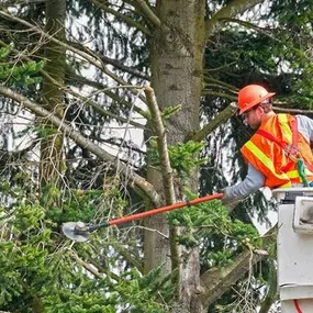 Bild von Tree Specialist