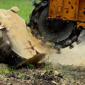 Bild von Tree Specialist