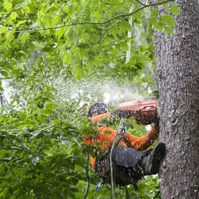 Bild von Tree Specialist