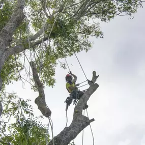 Bild von Tree Specialist