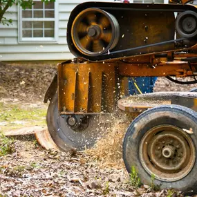 Bild von Tree Specialist