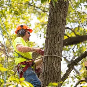 Bild von Tree Specialist