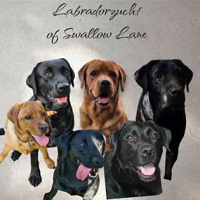 Bild von Labrador of Swallow Lane