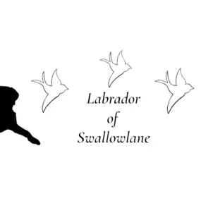 Bild von Labrador of Swallow Lane