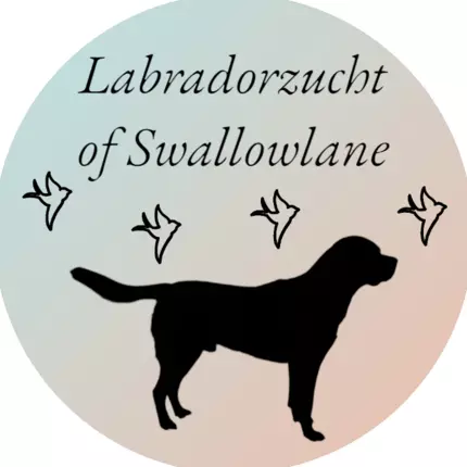 Logo from Labrador of Swallow Lane