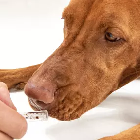 Bild von DBS - Die Bettwanzen Spürhunde