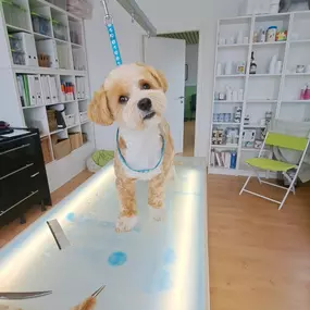 Bild von Hundefriseur Schlappohr