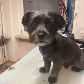 Bild von Hundefriseur Schlappohr