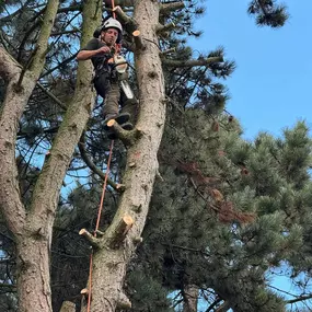 Bild von D-Mac Tree Services and Property Maintenance