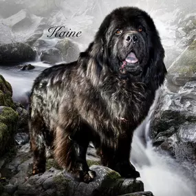 Bild von Blackwolf Newfoundlands