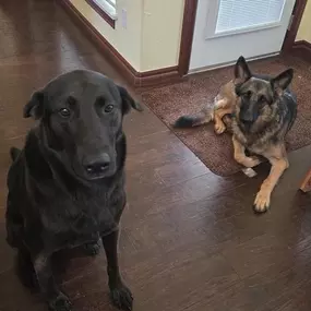 Our Ambassadog, Max, is spending some quality time with his sister, Lucia. They're both ready for some warmer weather!