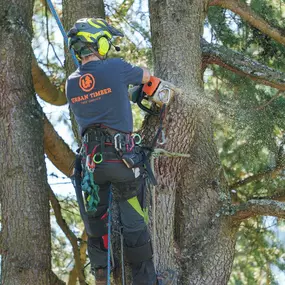 Bild von Urban Timber Tree Service Portland, Oregon | Tree Removal, Trimming & Cabling