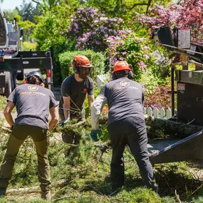 Bild von Urban Timber Tree Service Portland, Oregon | Tree Removal, Trimming & Cabling