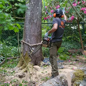 Bild von Urban Timber Tree Service Portland, Oregon | Tree Removal, Trimming & Cabling