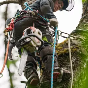 Bild von Urban Timber Tree Service Portland, Oregon | Tree Removal, Trimming & Cabling