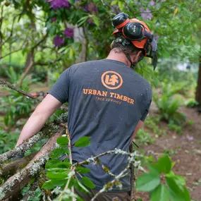 Bild von Urban Timber Tree Service Portland, Oregon | Tree Removal, Trimming & Cabling