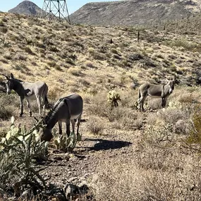 Encounter the beauty of Arizona’s wildlife up close on an ATV guided tour with Desert Wolf Tours! These wild burros are just one of the amazing sights awaiting you on this thrilling desert adventure.