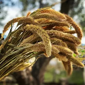 Bild von NATURA - FIORI SECCHI PAPA