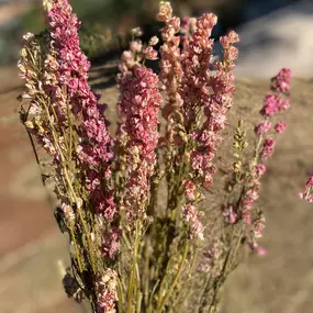 Bild von NATURA - FIORI SECCHI PAPA