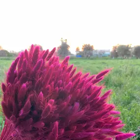 Bild von NATURA - FIORI SECCHI PAPA