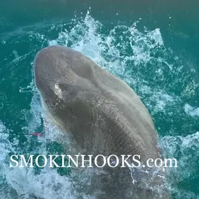 Bild von Smokin Hooks Fishing Charters