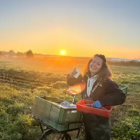 Kräuter-Ernte bei Sonnenaufgang