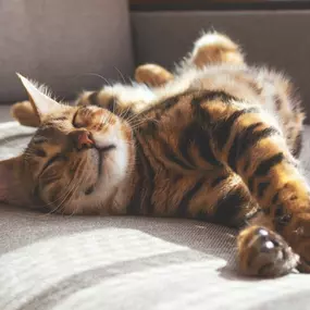 Bild von Paws 'n' Rec - Lemon