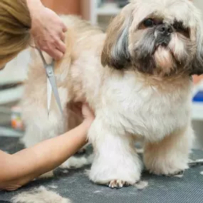 Bild von Paws 'n' Rec - St. Pete