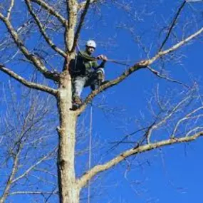 Bild von TEK-22 Tree Service