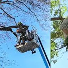 Bild von TEK-22 Tree Service