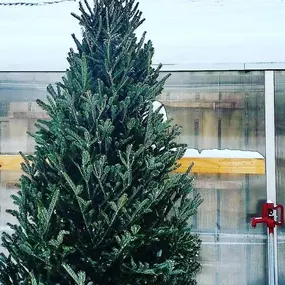 Bild von Urban Garden's Christmas Tree Farm