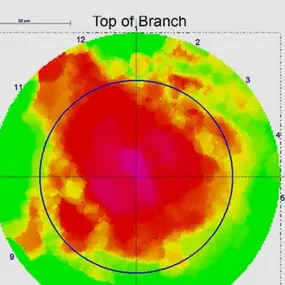 Bild von South Coast Tree Surveys