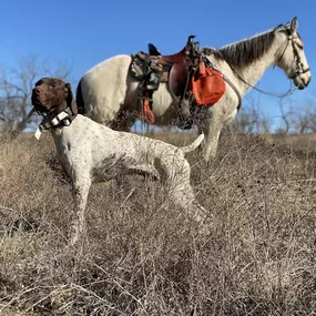 Bild von CrossPoint Kennel